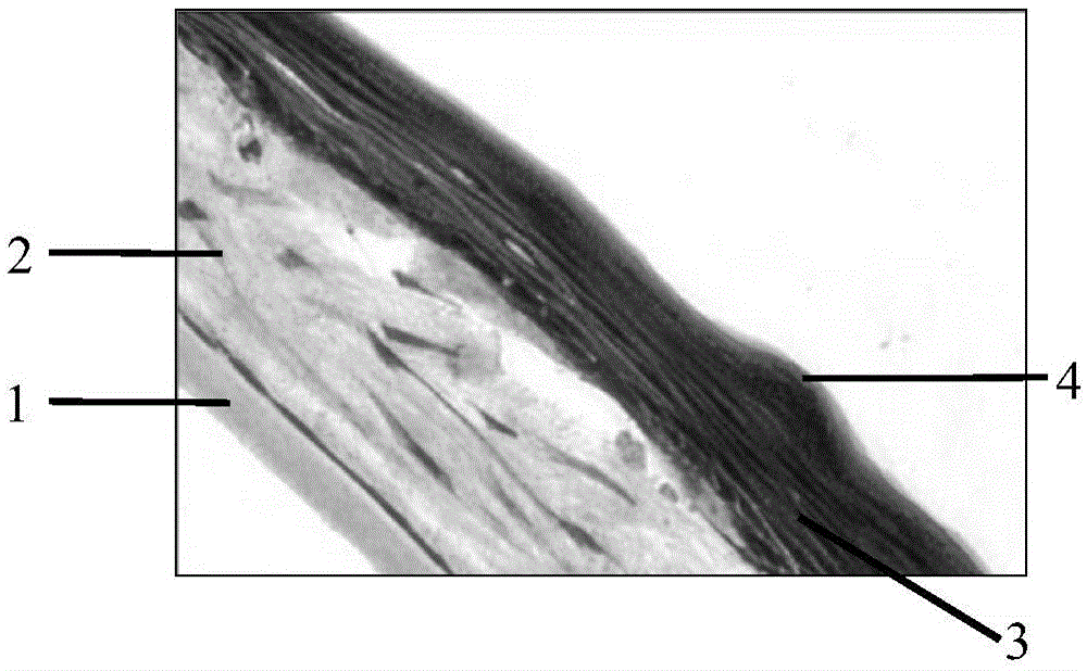 Tissue engineering full-layer skin and preparing method thereof