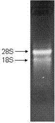 Application of 2s-4b protein of peanut to induction of cell apoptosis