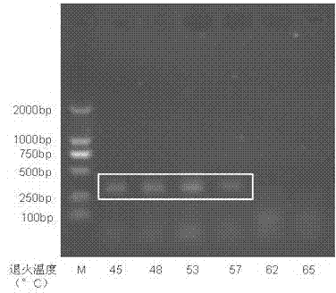 Application of 2s-4b protein of peanut to induction of cell apoptosis