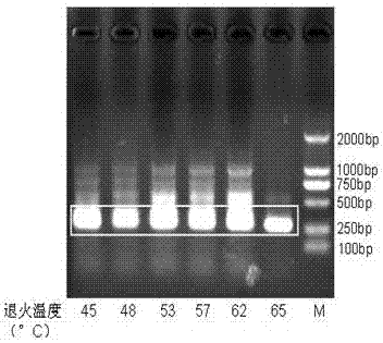 Application of 2s-4b protein of peanut to induction of cell apoptosis