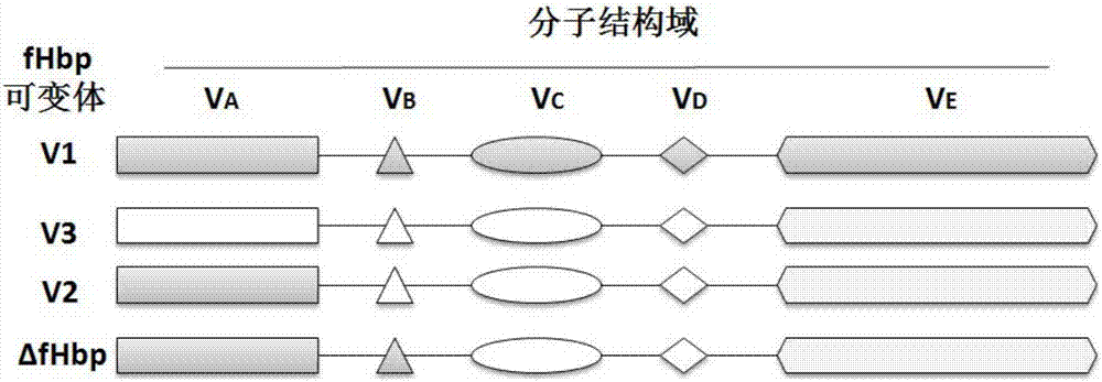 Recombinant delta fHbp-NadA fused protein vector and preparation method and application thereof