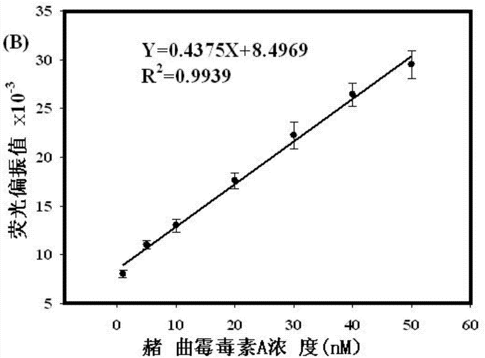 Rapid detection method of ochratoxin A by fluorescence polarization based on exonuclease I circular enzyme digestion and amplification