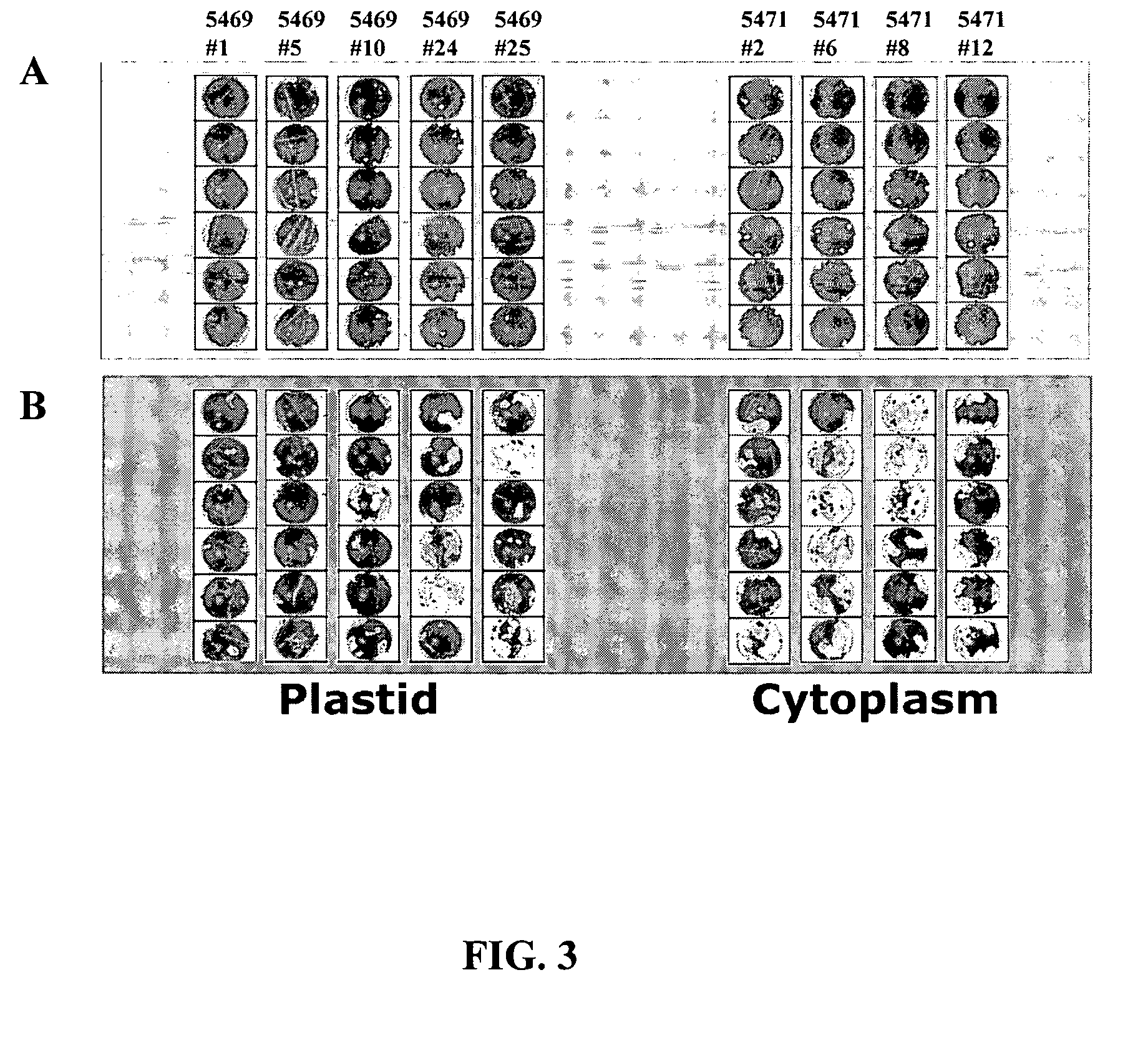 <i>Bacillus thuringiensis </i>crystal polypeptides, polynucleotides, and compositions thereof