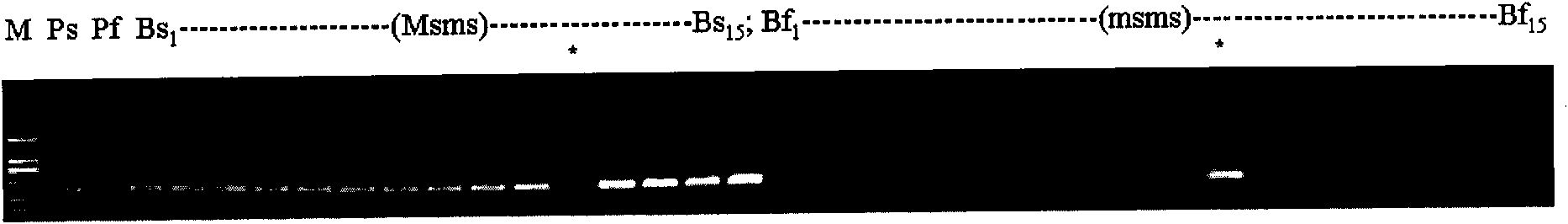 SCAR marks of genetic sterile multiple allele Ms of celery cabbage and application thereof