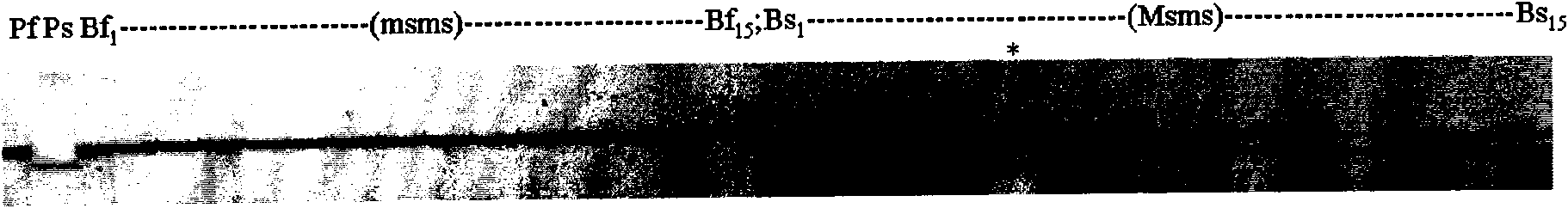 SCAR marks of genetic sterile multiple allele Ms of celery cabbage and application thereof