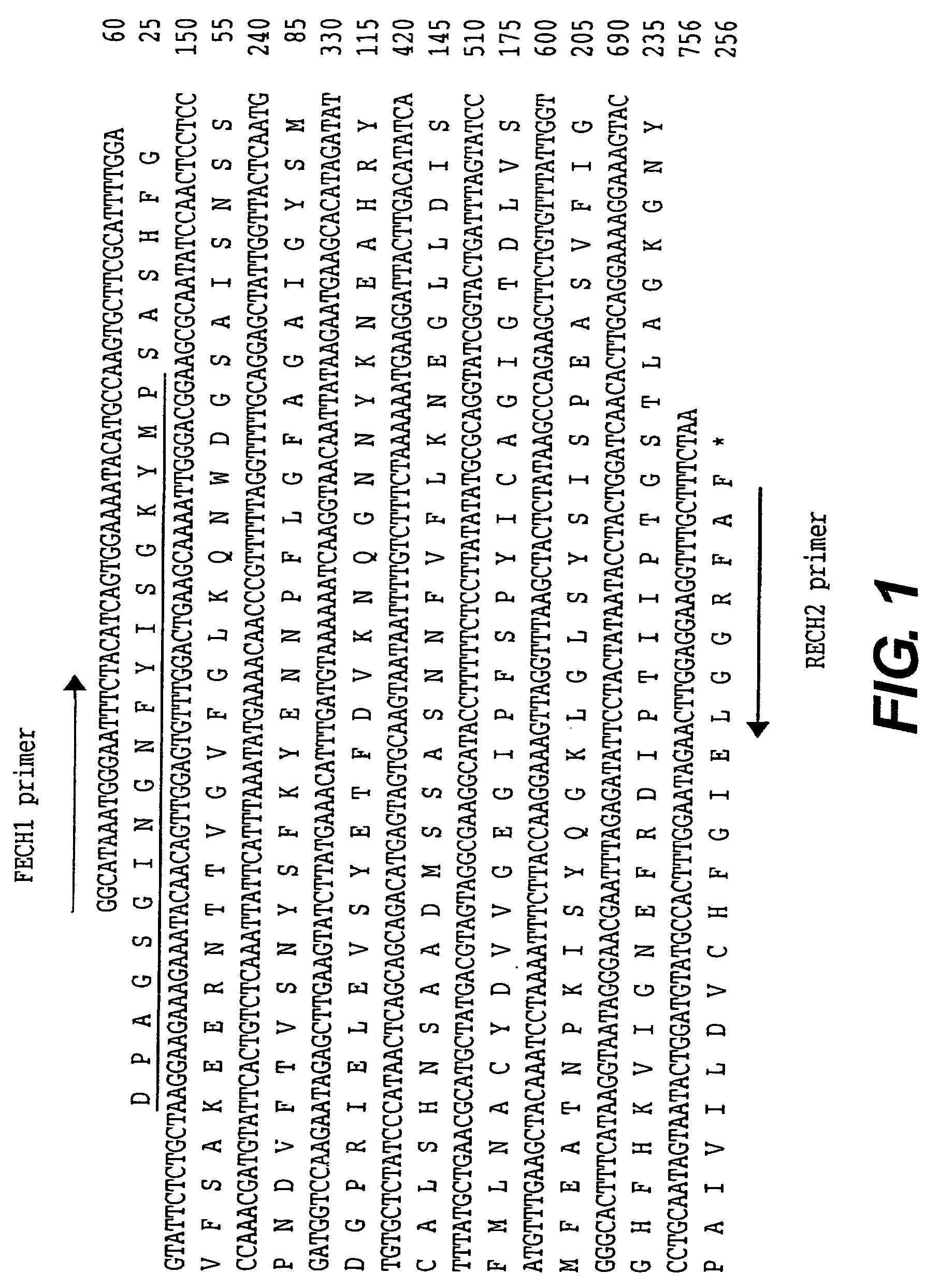 Outer membrane protein of Ehrlichia canis and Ehrlichia chaffeensis