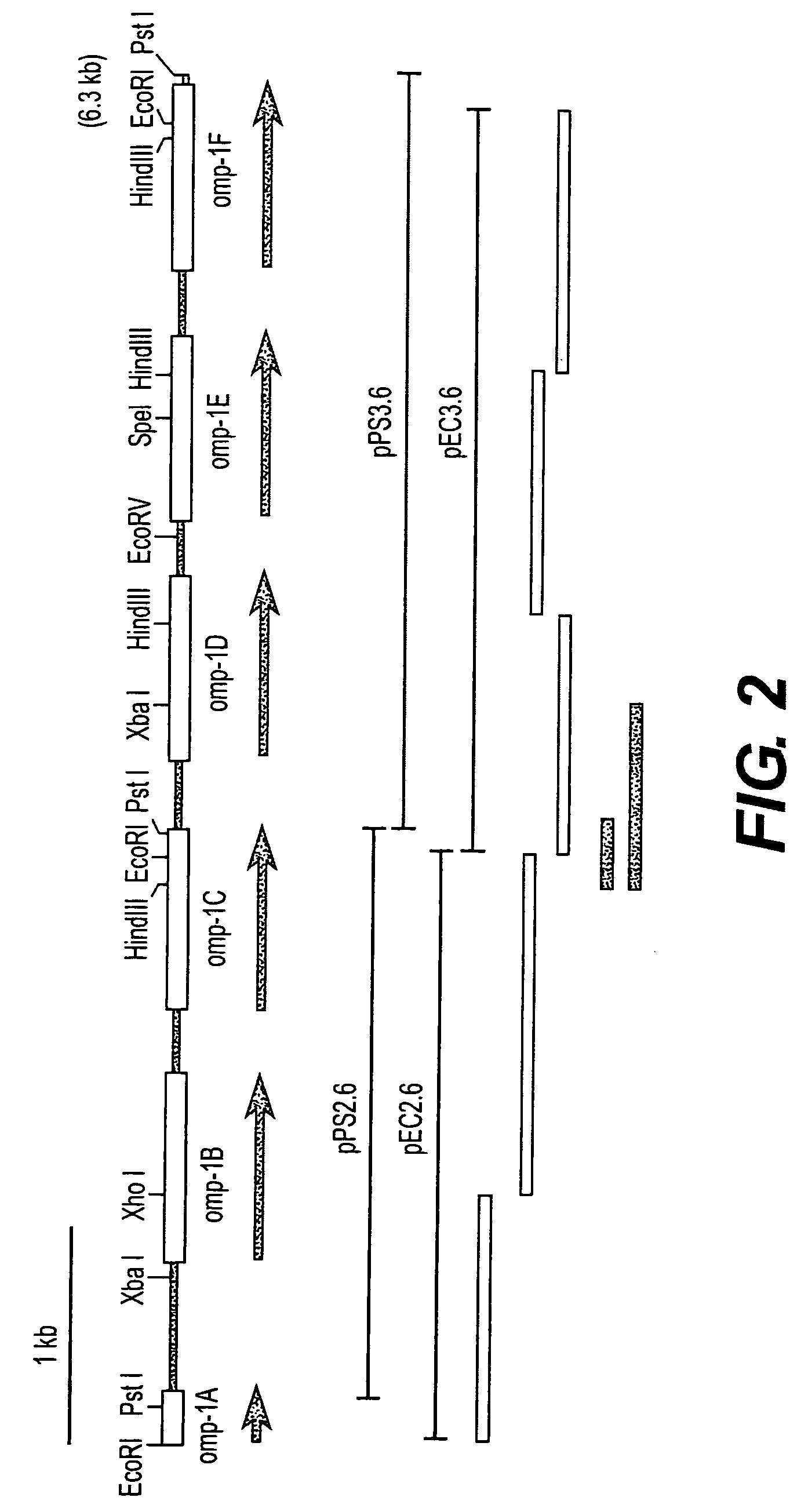 Outer membrane protein of Ehrlichia canis and Ehrlichia chaffeensis