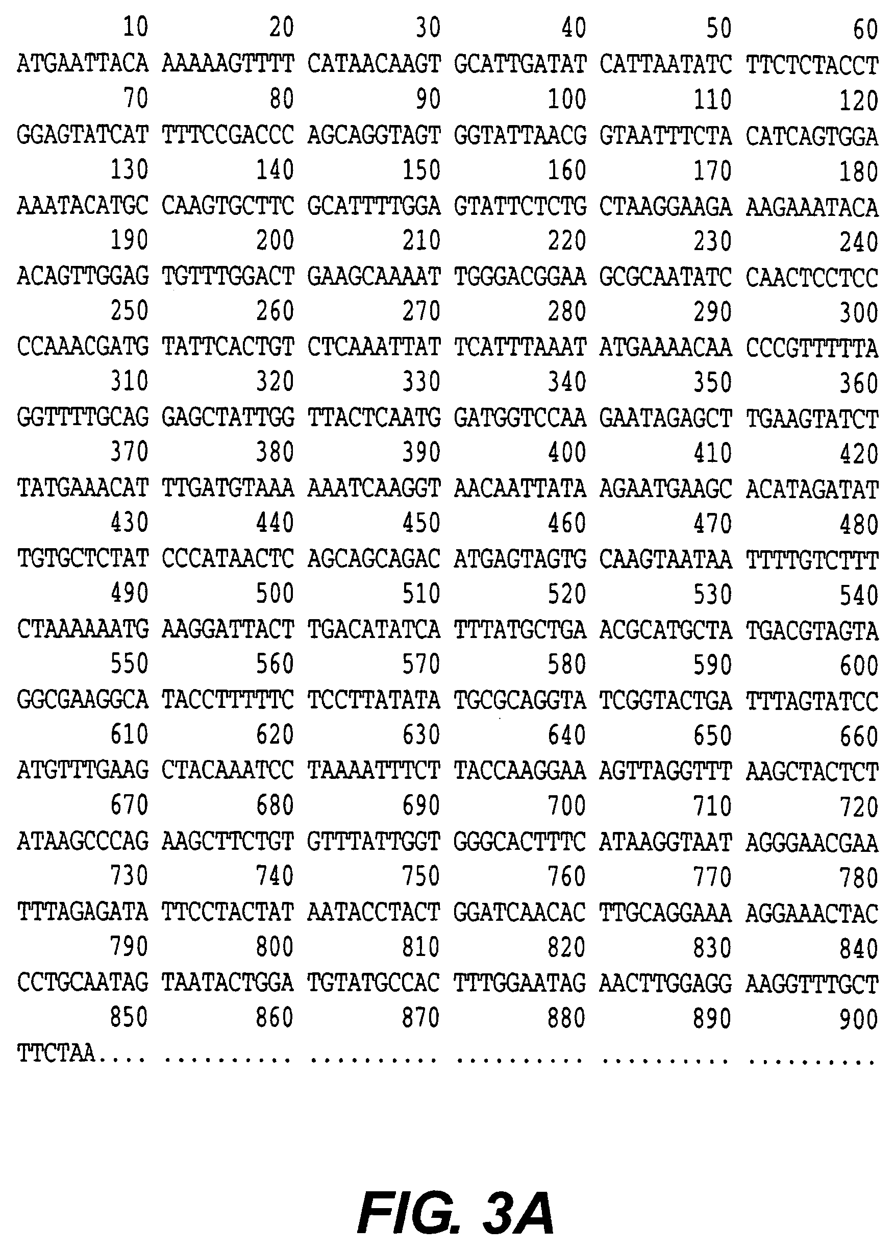 Outer membrane protein of Ehrlichia canis and Ehrlichia chaffeensis