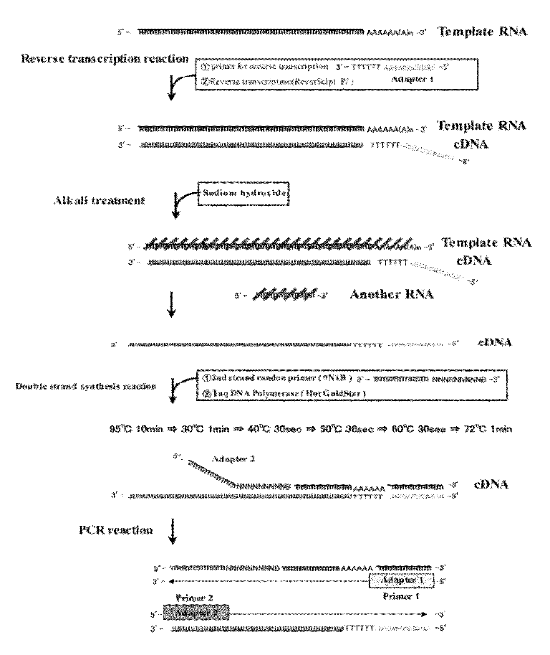 Method for synthesis of double-stranded DNA corresponding to rna, and method for amplification of the DNA