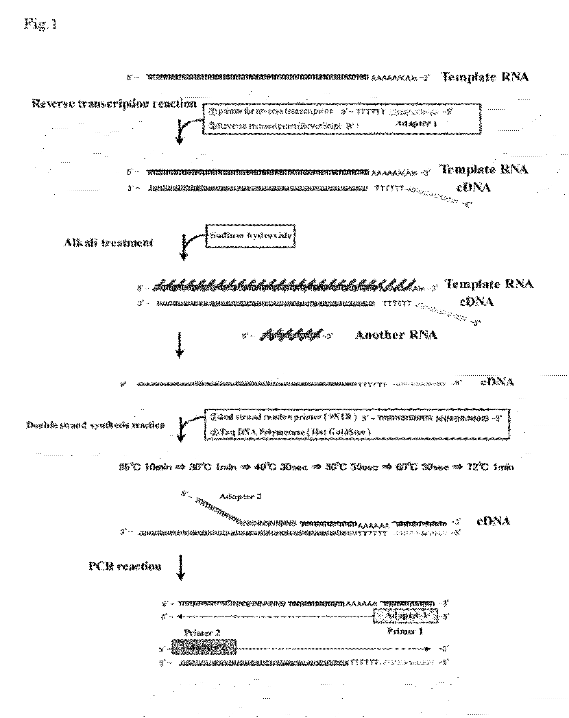 Method for synthesis of double-stranded DNA corresponding to rna, and method for amplification of the DNA