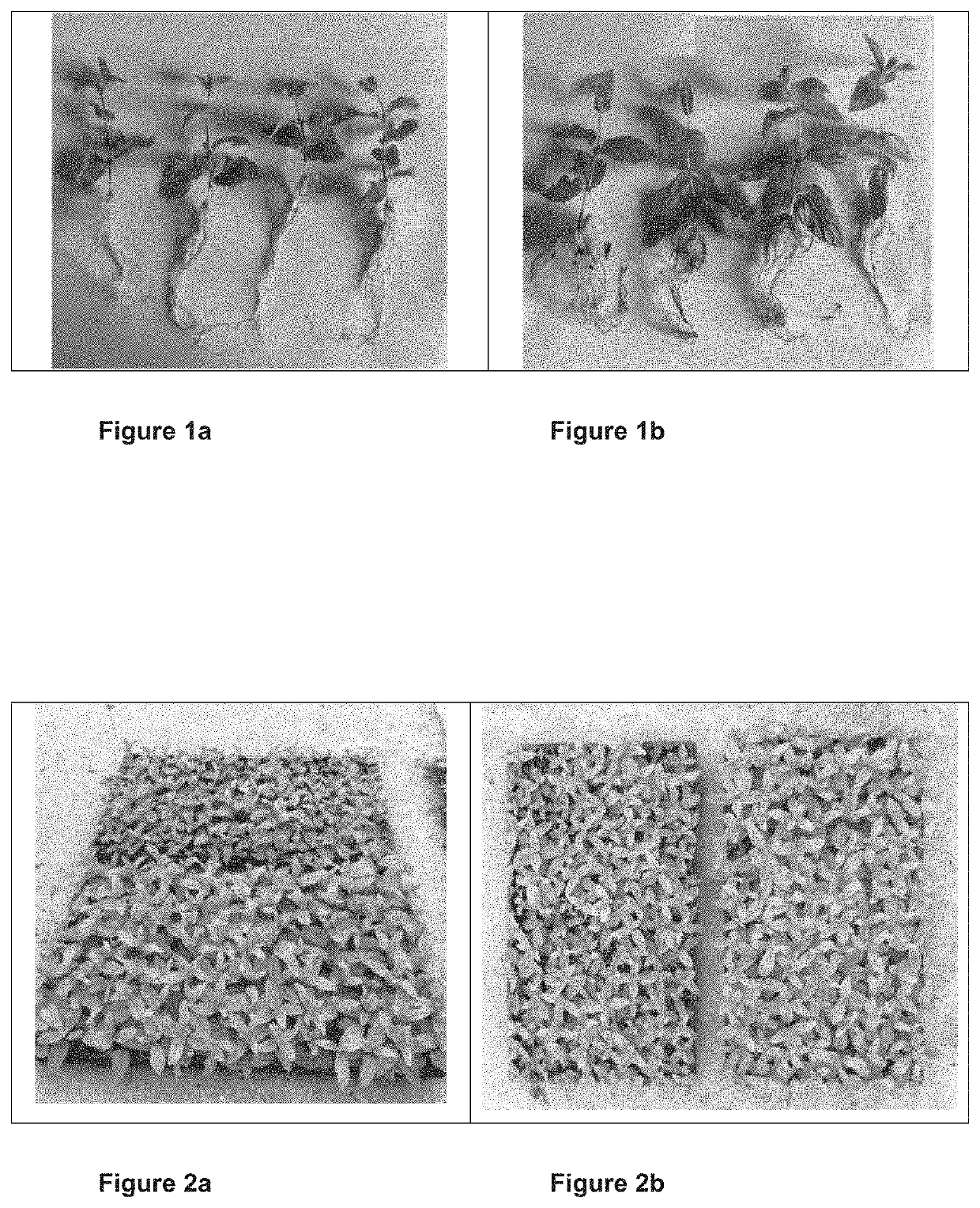 Obtaining improved water fortifier from brewer's yeast water