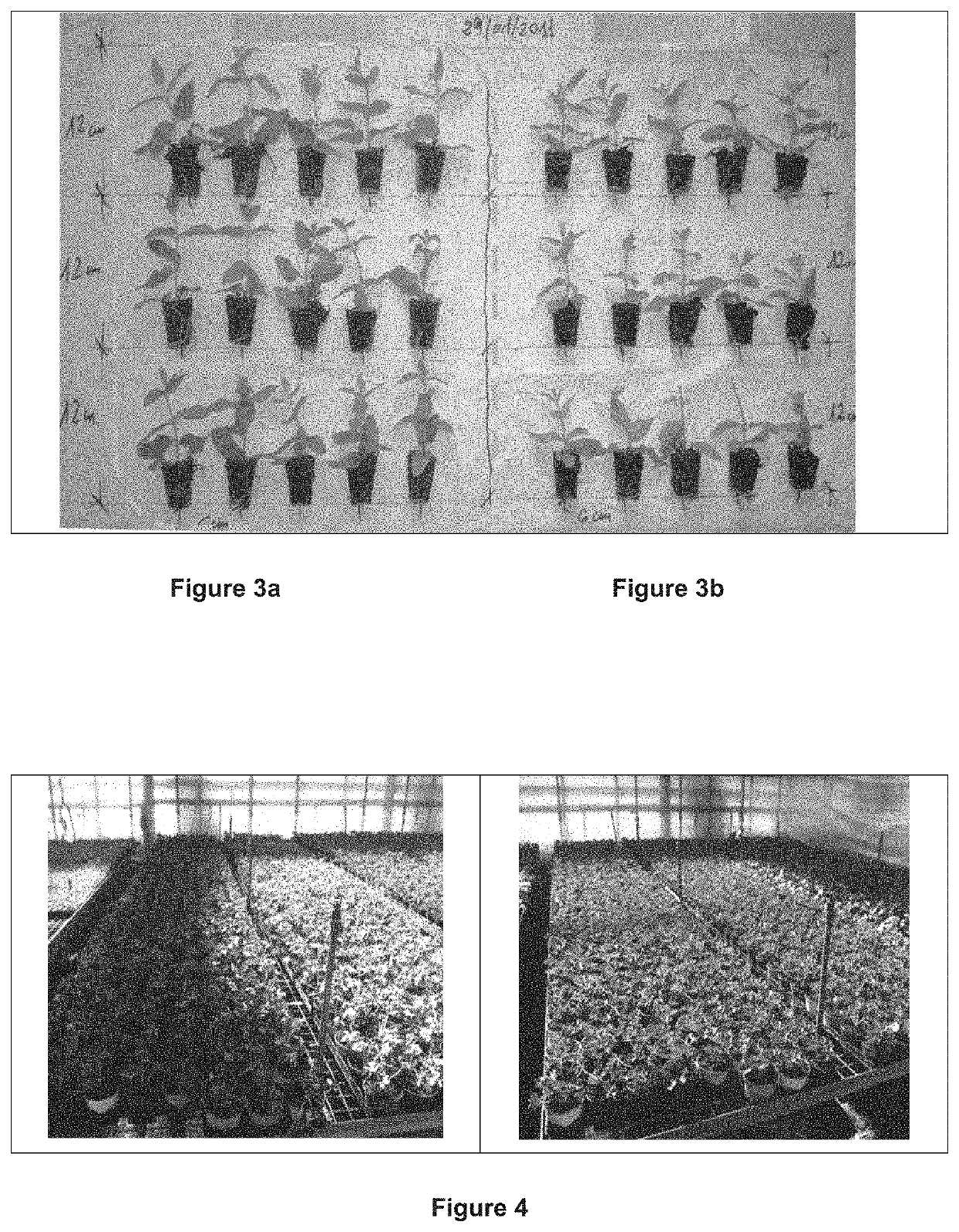 Obtaining improved water fortifier from brewer's yeast water