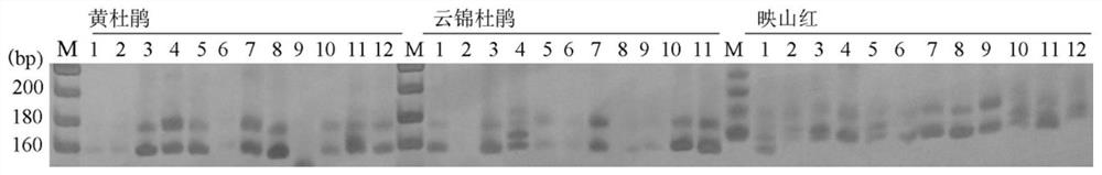 Development and application of est-ssr marker for Rhododendron splendid