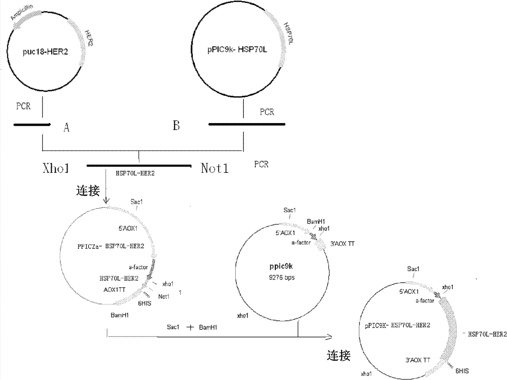 Preparation and application of her2-neu antigen-positive tumor therapeutic vaccine