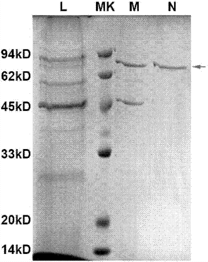 Preparation and application of her2-neu antigen-positive tumor therapeutic vaccine