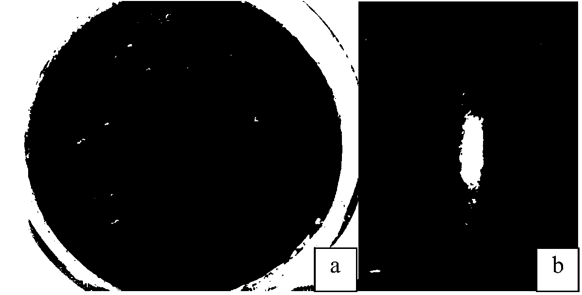 Rapid starting method of anaerobic ammonia oxidation reactor for enhancing sludge hydrolysis