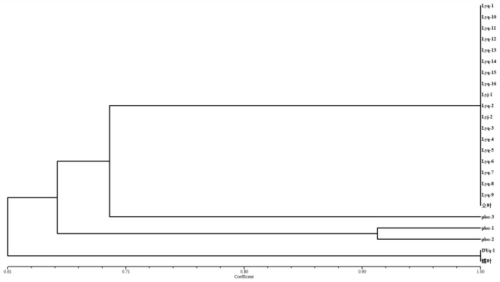 EST-SSR marker primer developed based on platycladus orientalis transcriptome sequence and application of EST-SSR marker primer