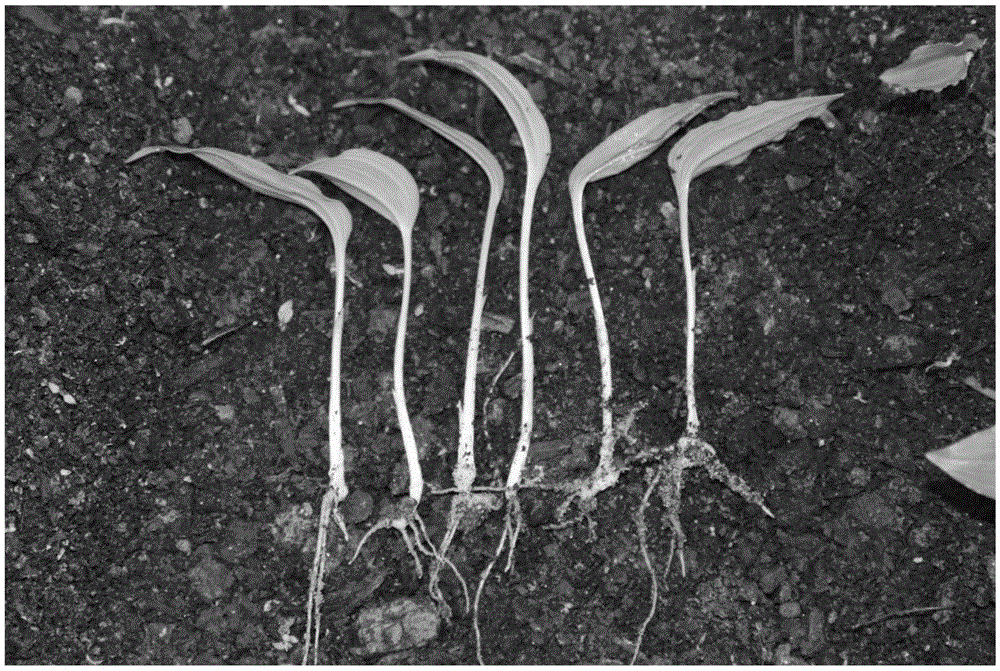 Seedling culturing method for polygonatum cyrtonema seeds