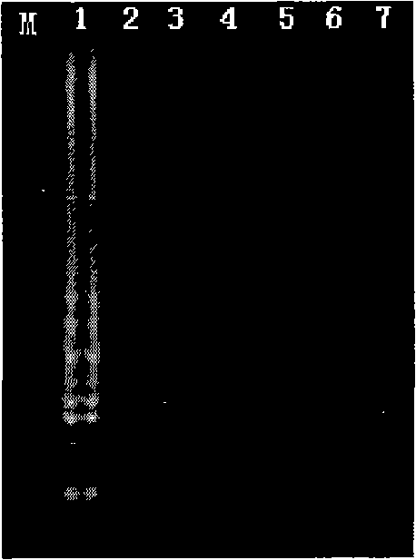 LAMP kit for detecting hogcholera virus and preparation method thereof