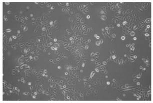 Epidermis skin model with melanin and construction method and application of epidermis skin model