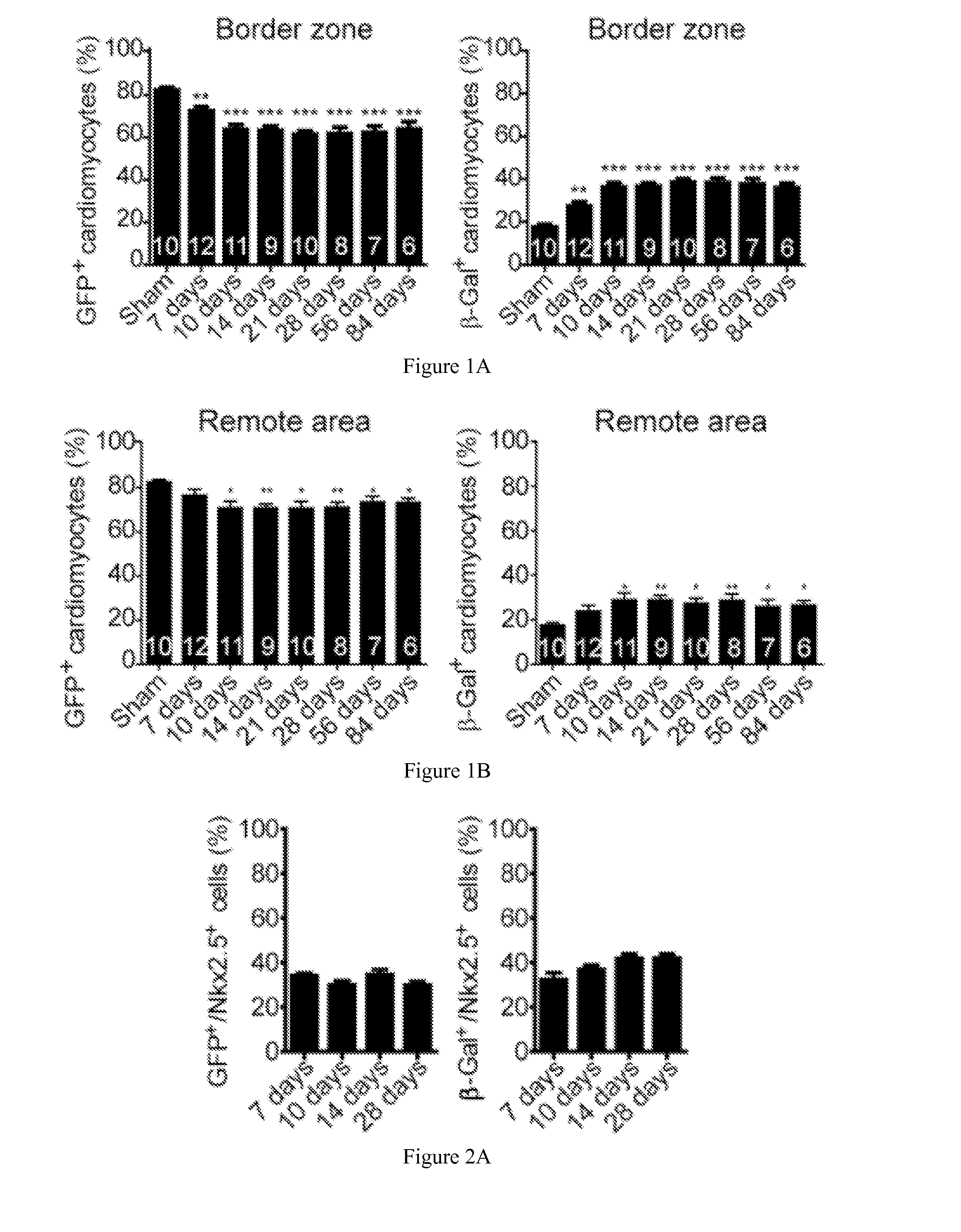 Methods and Compositions for Cardiomyocyte Replenishment by Endogenous and Progenitor Stem Cells