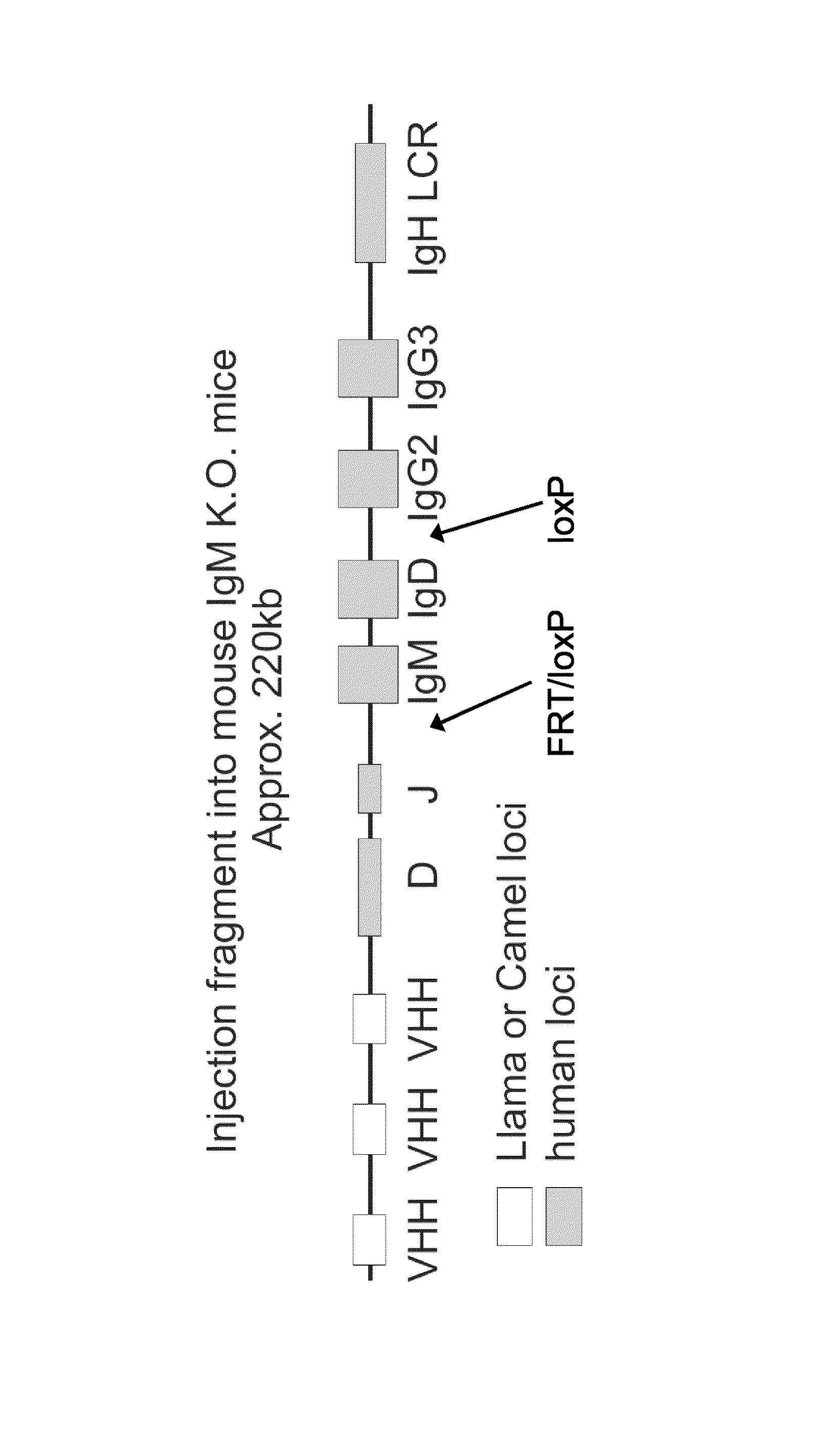 Method for the production of a single heavy chain antibody