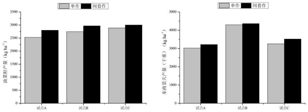 A method for intercropping enhanced extraction and remediation of mildly polluted farmland in cadmium