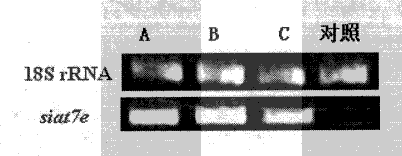 Method for suspension culture of sensitive cells and method for producing blue ear disease vaccine by using sensitive cells