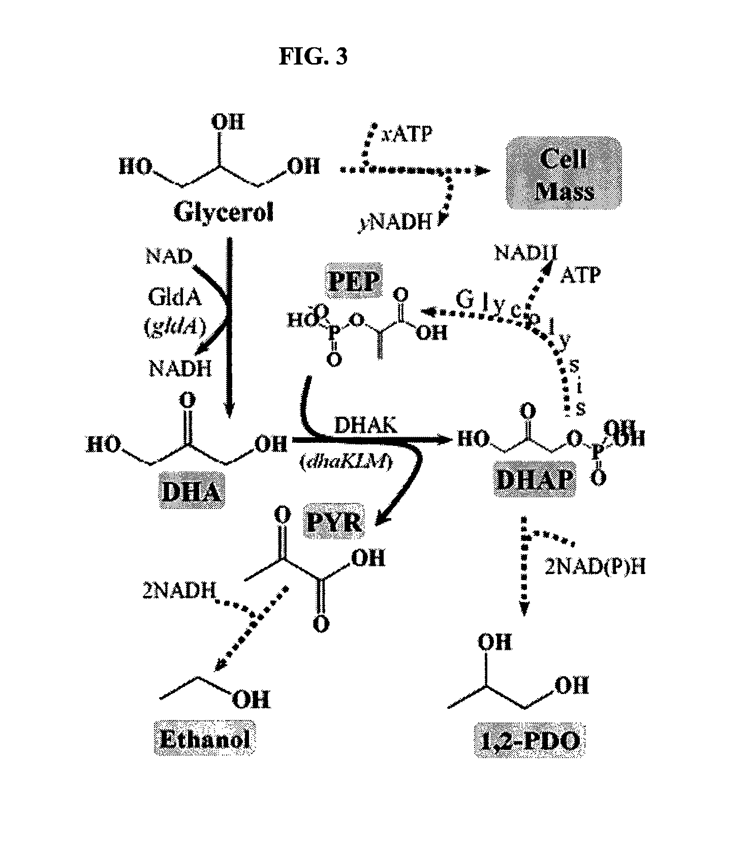 Anaerobic fermentation of glycerol