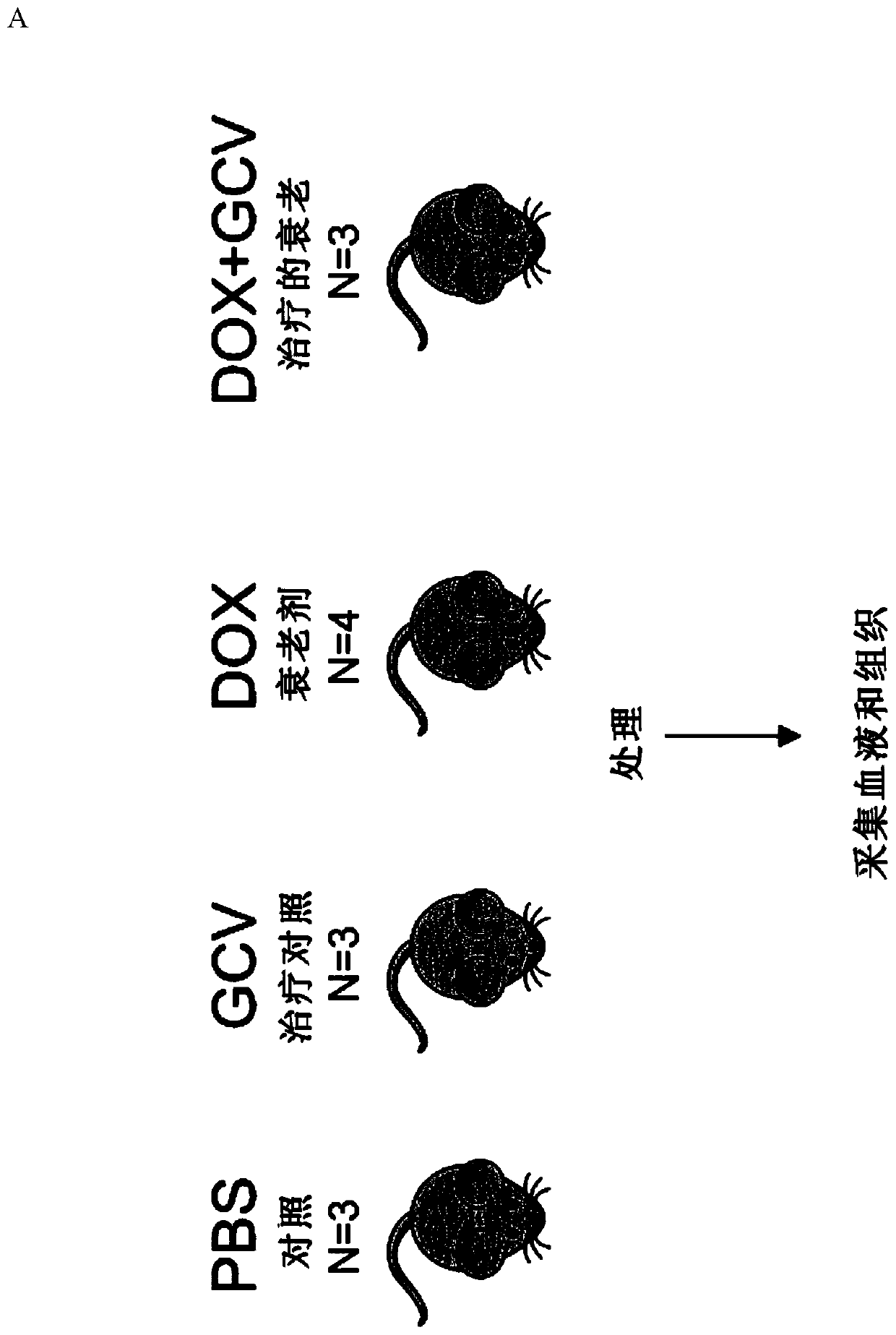 Novel biomarkers for detecting senescent cells