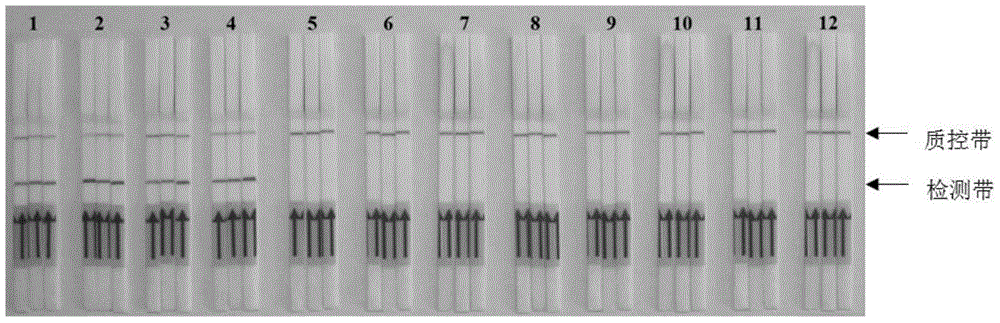 Primers, probes and kit for on-site detection of a variety of serotype foot and mouth disease viruses