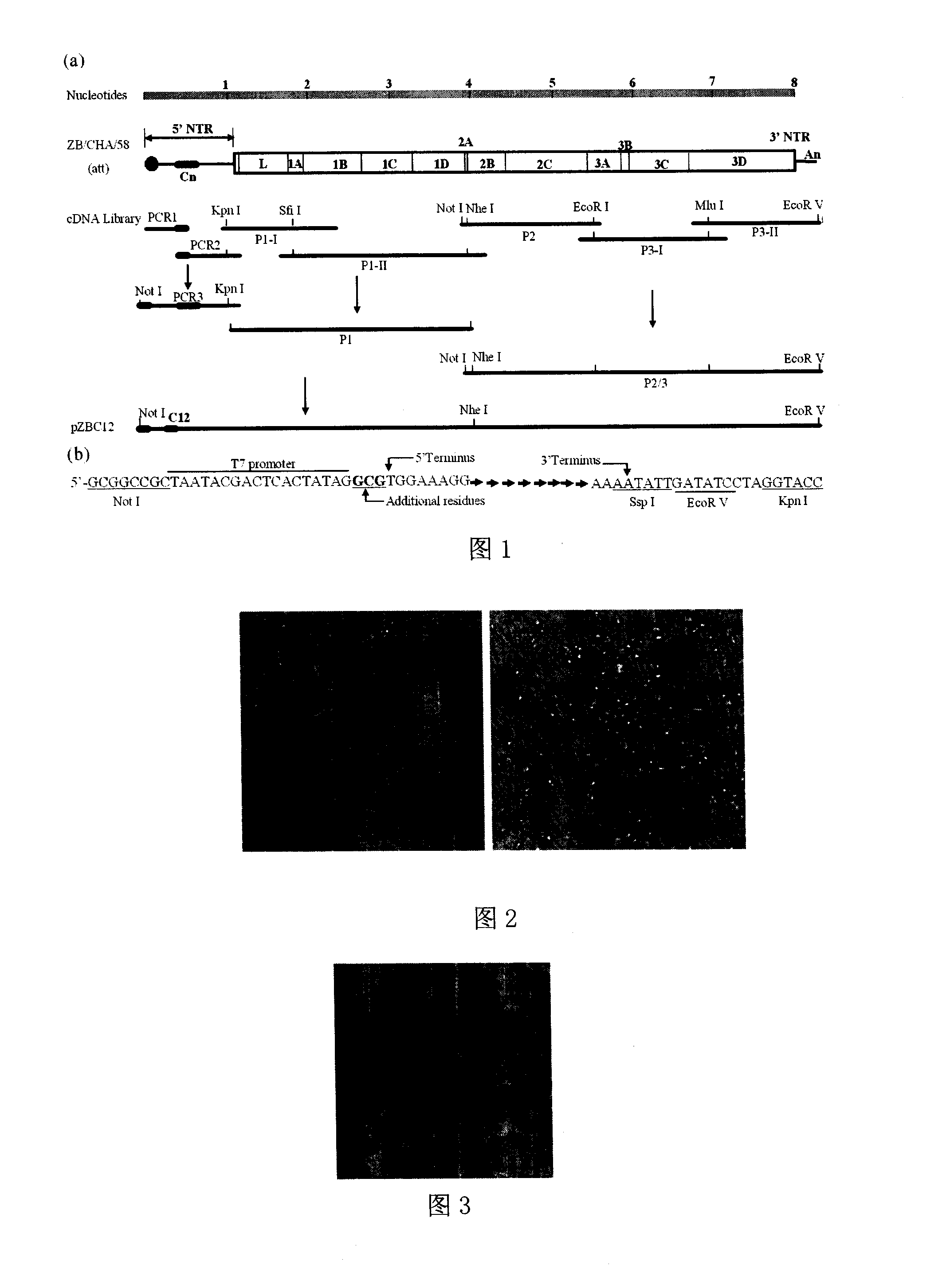 Foot-and-mouth disease virus Asia I infectious cDNA and construction method thereof