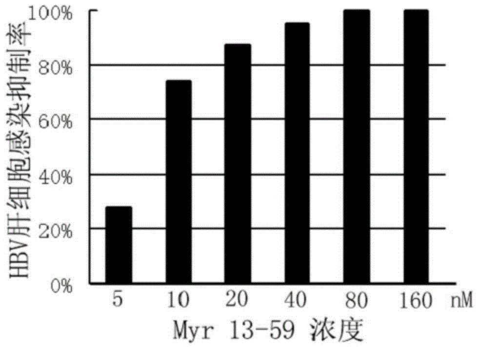 Hepatitis B virus surface l protein related peptide