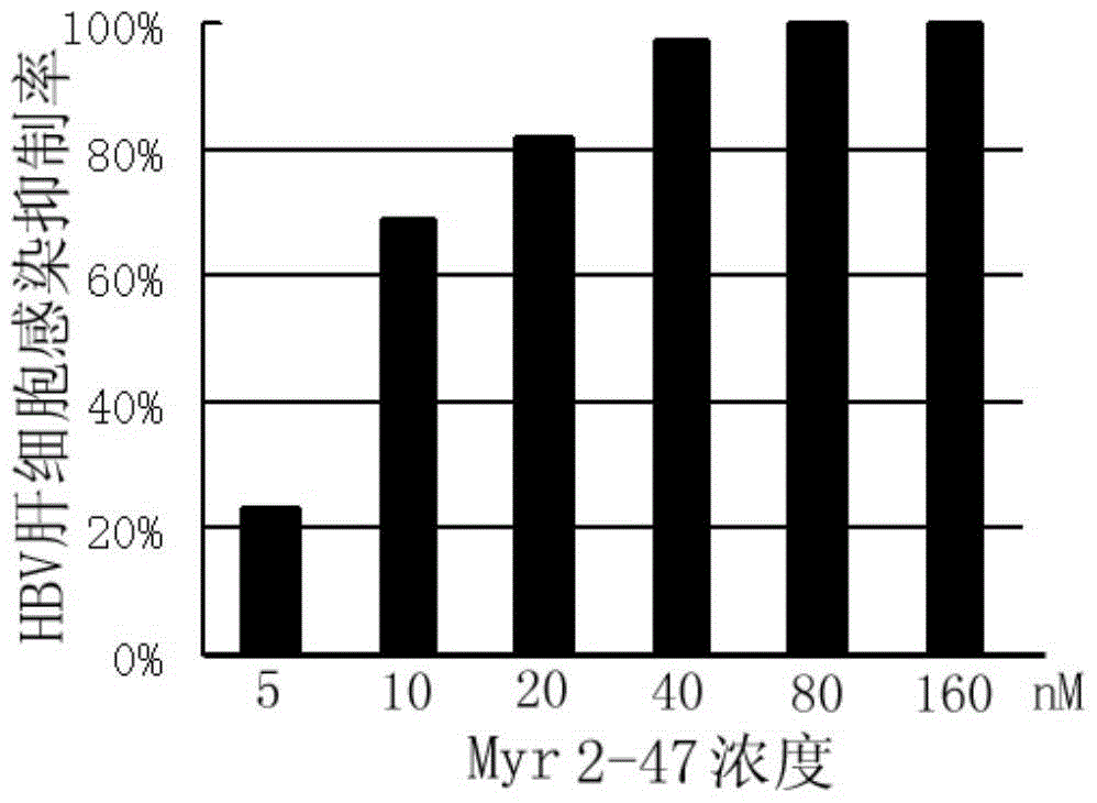 Hepatitis B virus surface l protein related peptide