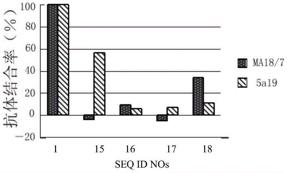 Hepatitis B virus surface l protein related peptide