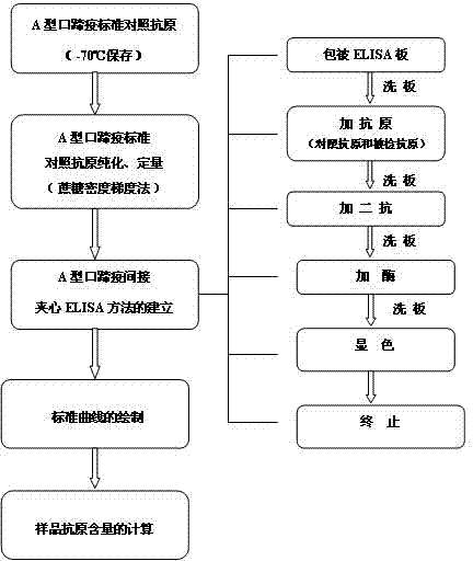 Quantitative ELISA (Enzyme Linked Immunosorbent Assay) detection method for antigen 146S of foot and mouth disease A as well as kit and application thereof