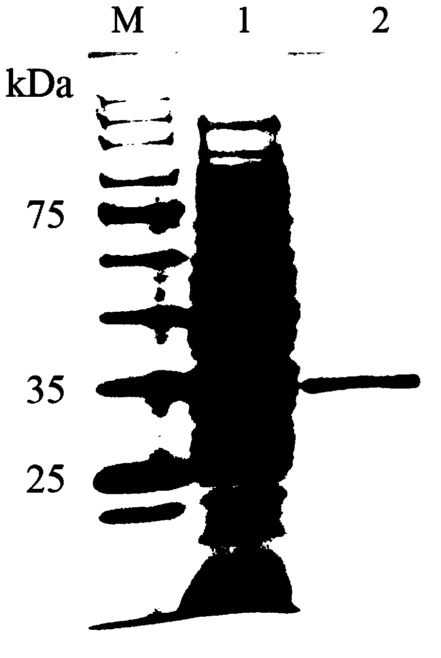 Chitosanase and application thereof