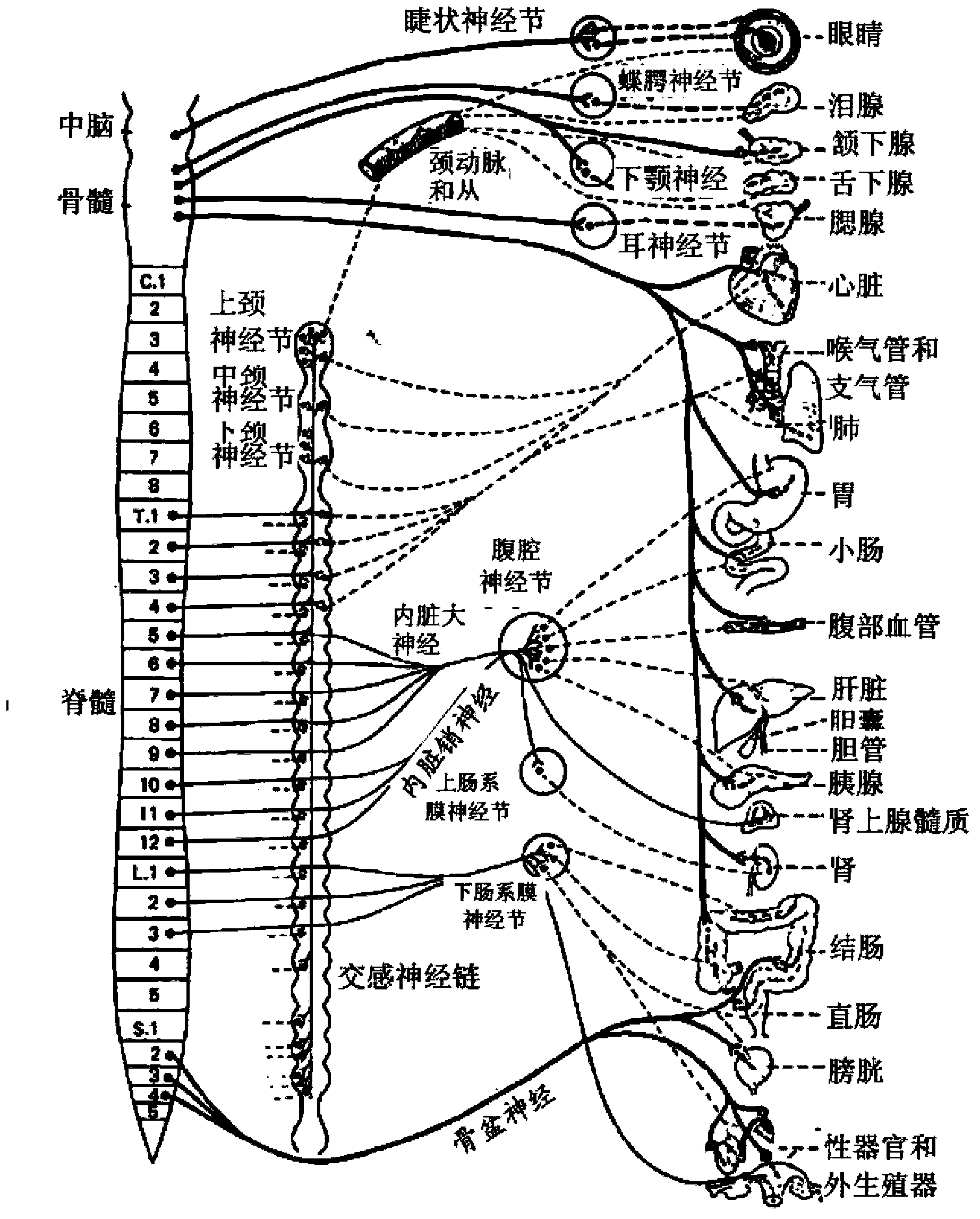 Cryoablation apparatuses, systems, and methods for renal neuromodulation