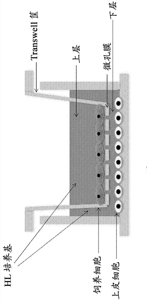 Culture medium, kit used for culturing cells and method for culturing cells