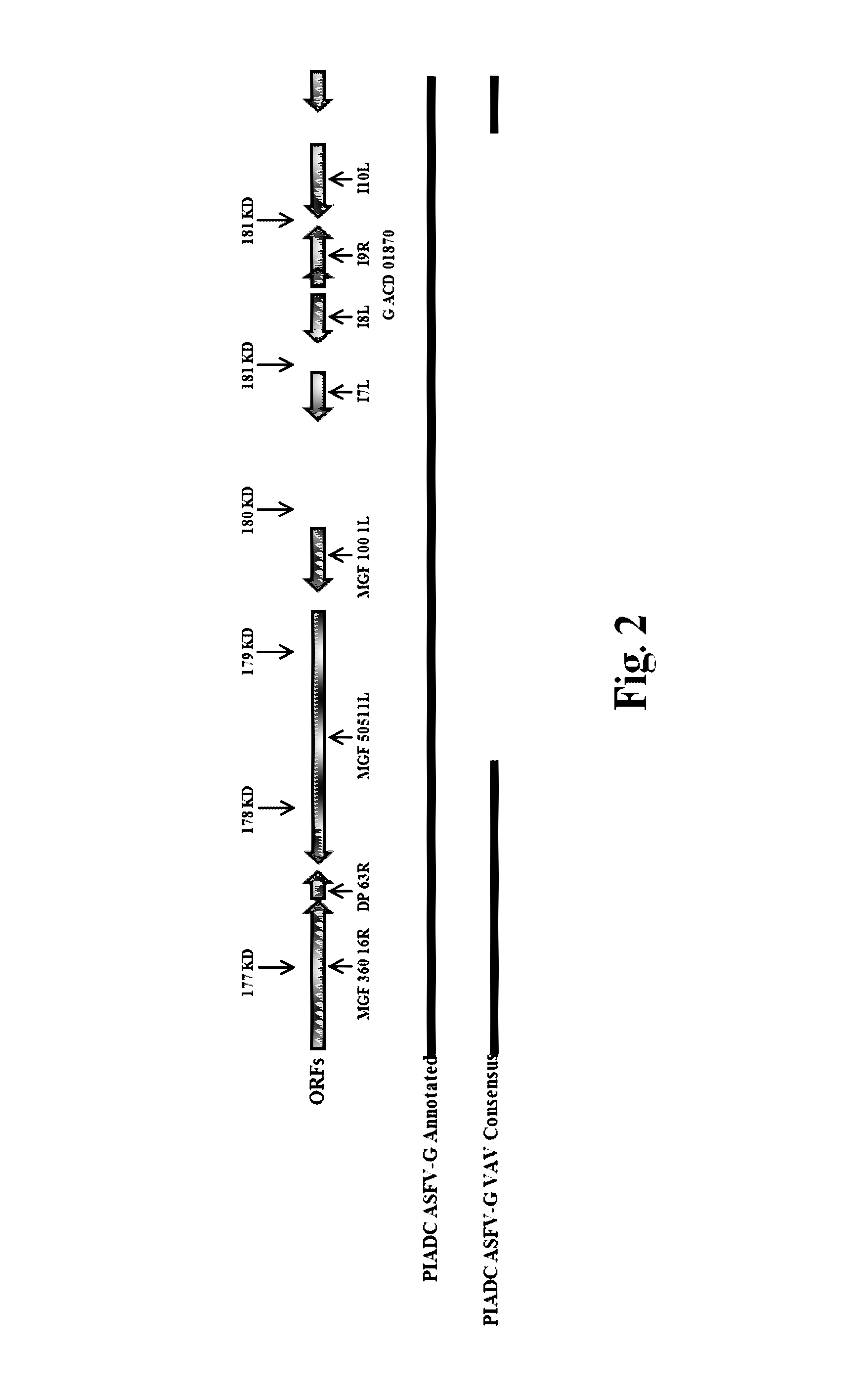 African swine fever virus georgia strain adapted to efficiently grow in the vero cell line