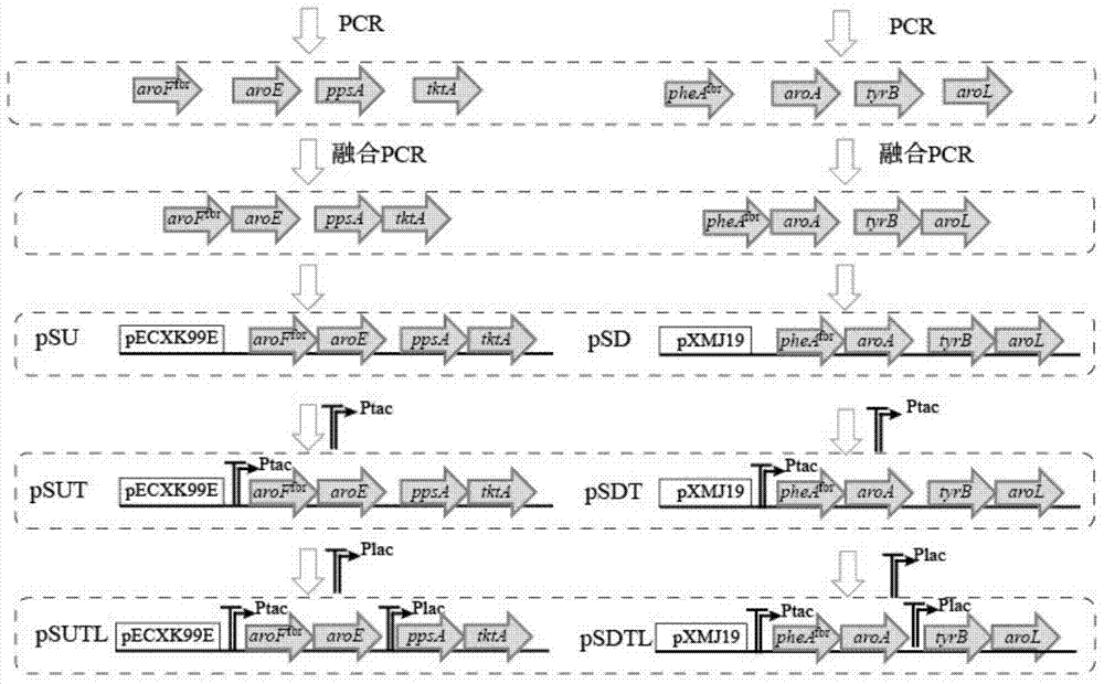 A recombinant Corynebacterium glutamicum producing l-phenylalanine and its construction and application