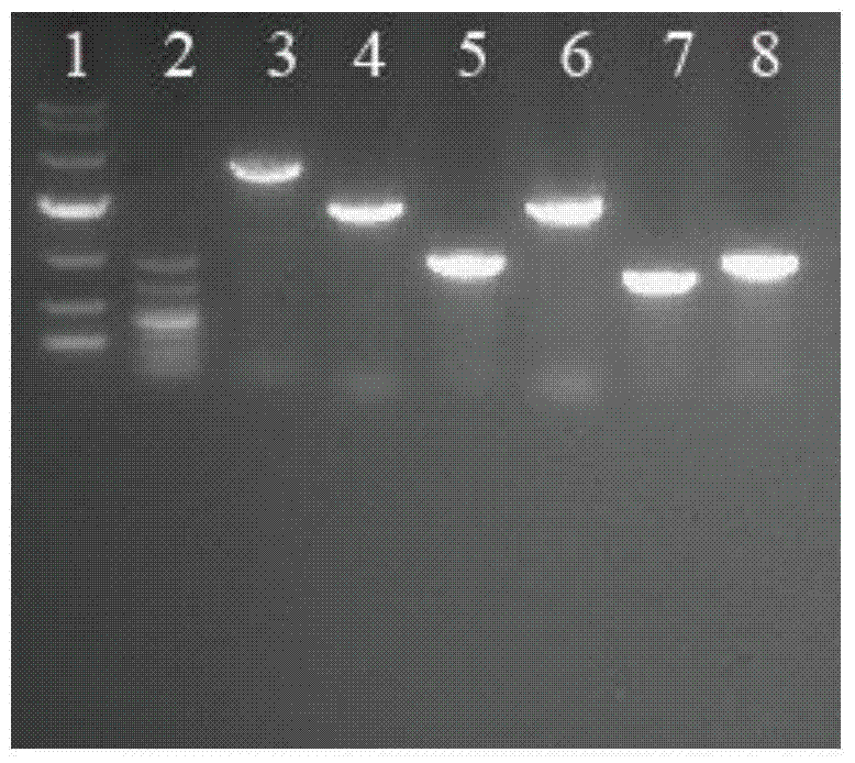 A recombinant Corynebacterium glutamicum producing l-phenylalanine and its construction and application