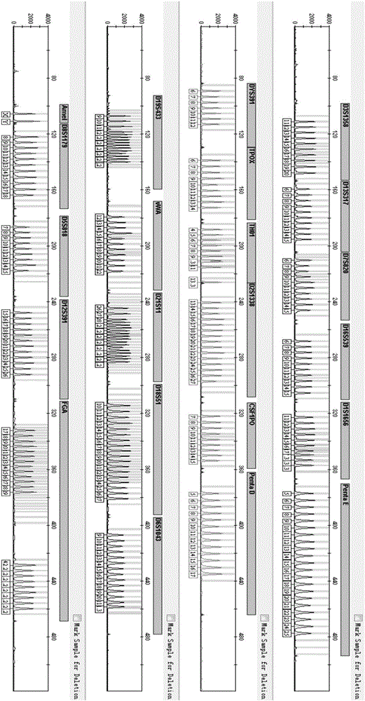 Fluorescence labelled multiplex amplification primer set containing human genome DNA 22 loci, kit and application thereof