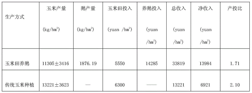 Method for raising geese in corn field