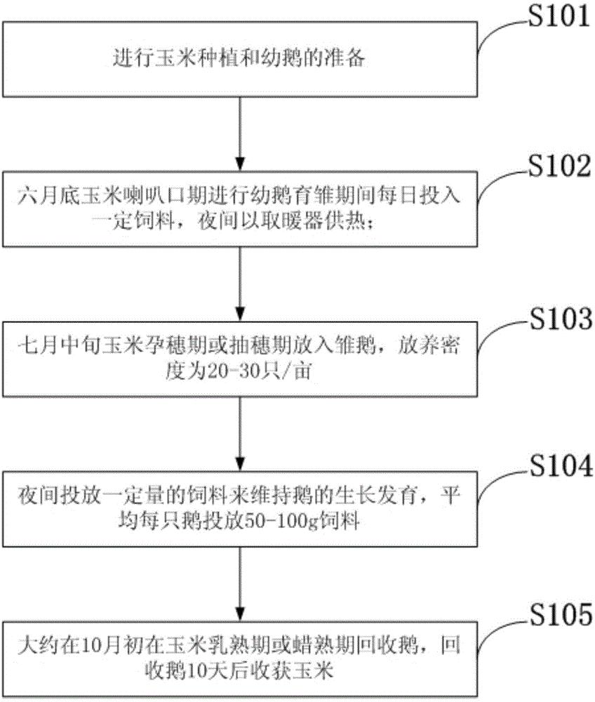 Method for raising geese in corn field