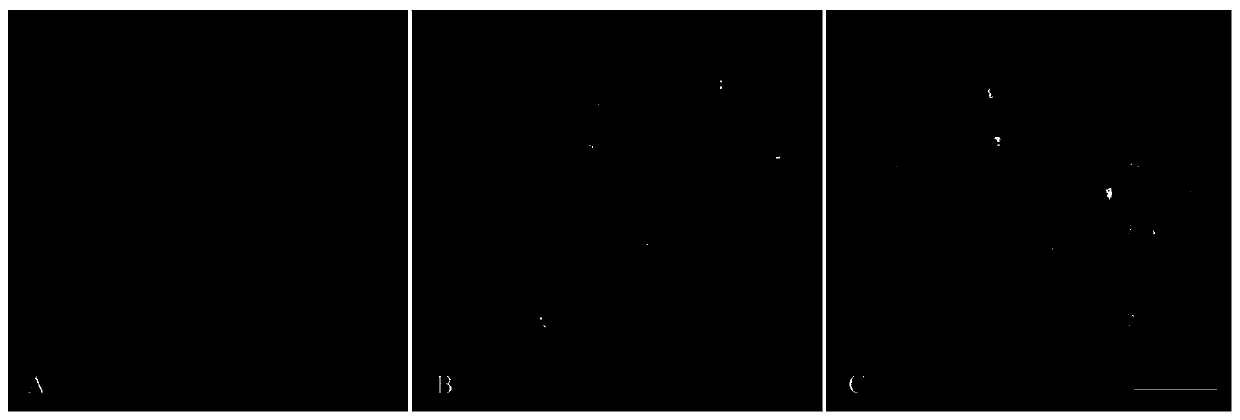 Development and Application of Specific Probes for Tandem Repeat Sequences of Decaploid Echinopsis elongatum