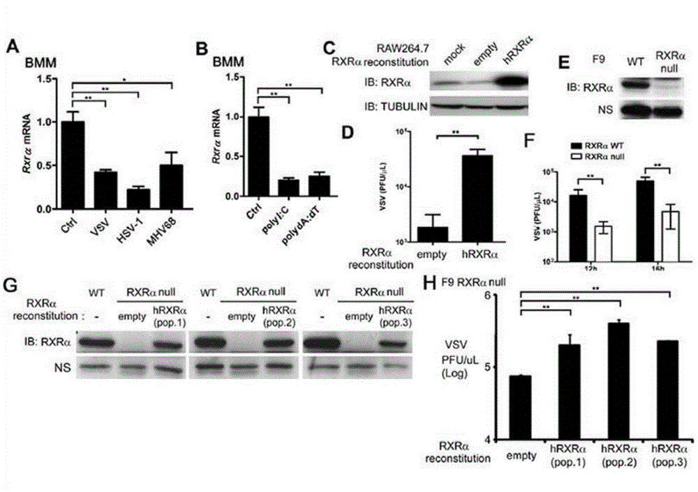 Application of RXR (Retinoid X receptor) in constructing VSV (vesicular stomatitis virus) susceptibility model