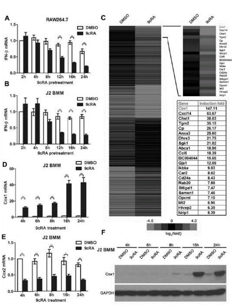 Application of RXR (Retinoid X receptor) in constructing VSV (vesicular stomatitis virus) susceptibility model