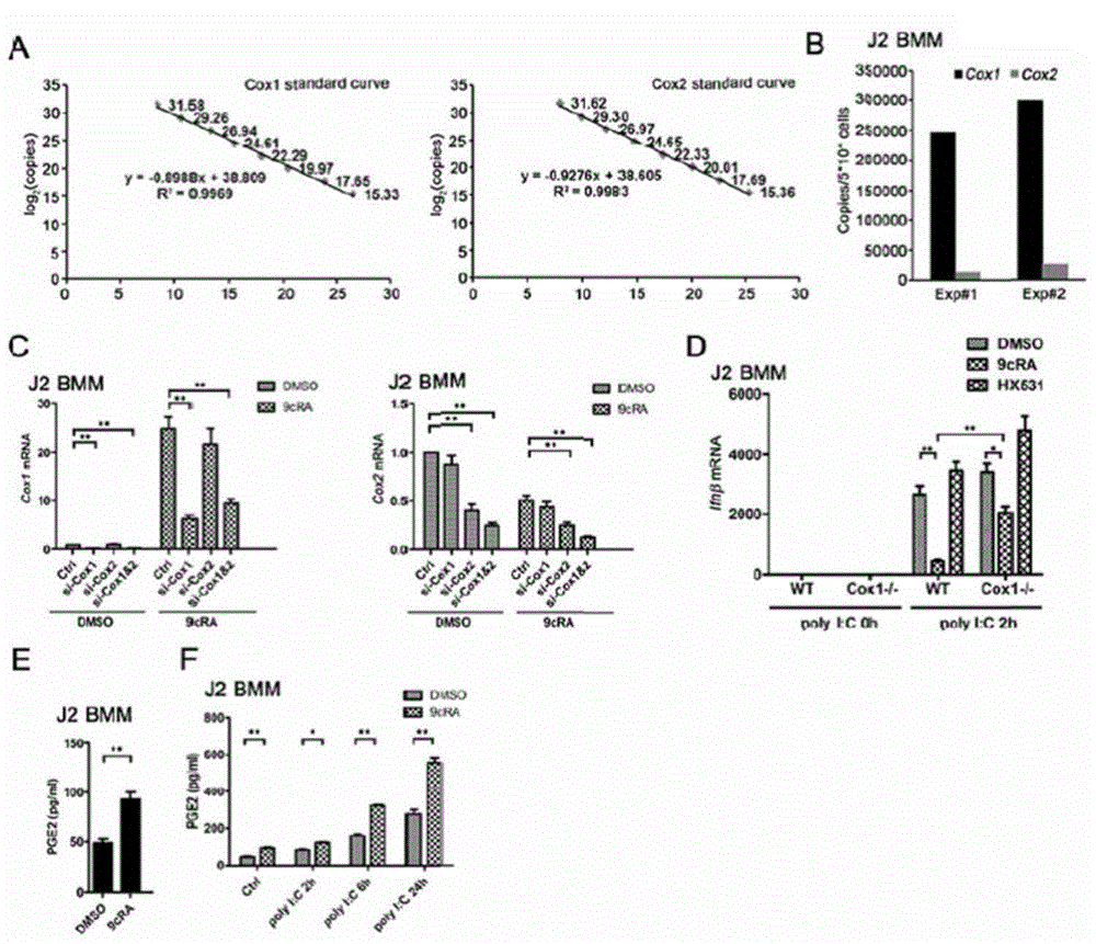 Application of RXR (Retinoid X receptor) in constructing VSV (vesicular stomatitis virus) susceptibility model