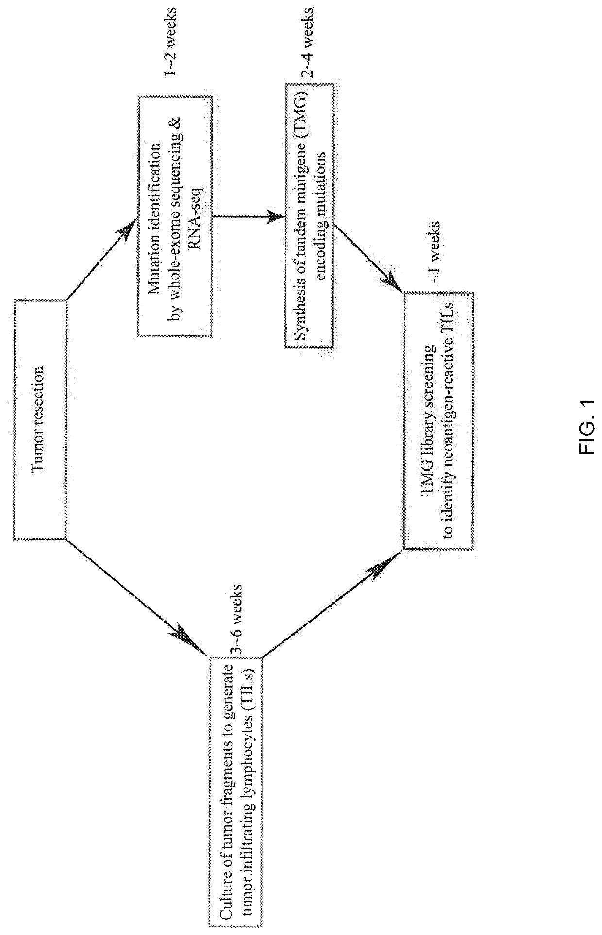 Methods of isolating neoantigen-specific t cell receptor sequences